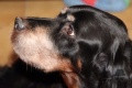 Pedigree TOPLESS DE CINQ A SEPT Pedigree TOPLESS DE CINQ A SEPT